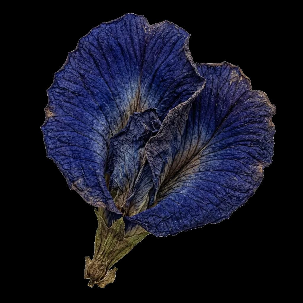Hand-cured dried butterfly pea flower