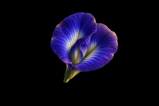 Single handpicked fresh blue butterfly pea flower